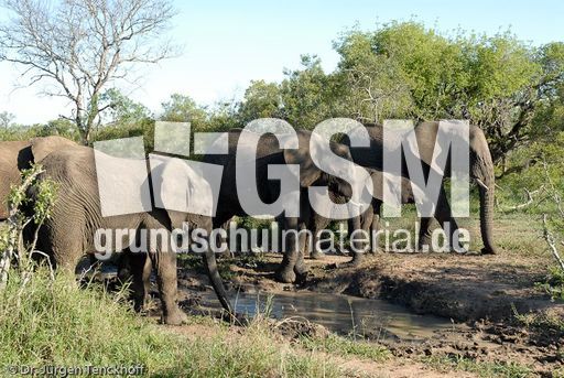 Afrikanischer Elefant (43 von 131).jpg